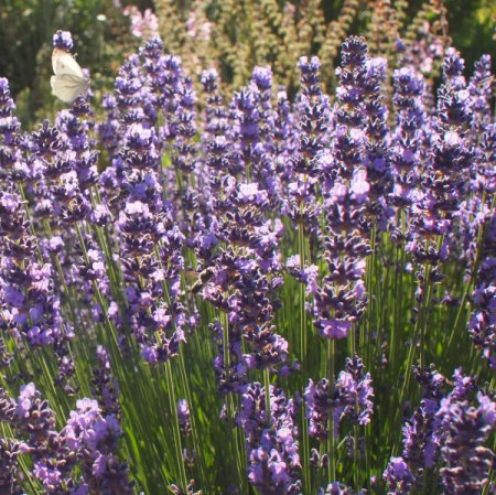 [0] Lavandula angustifolia 'Munstead' - Lavendel