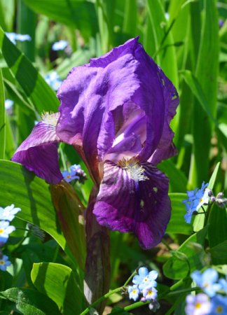 [0] Iris (Barbata-Nana) 'Banbury Ruffles' - Zwerg-Bart-Schwertlilie - wurzelnackt