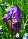 Iris (Barbata-Nana) 'Banbury Ruffles' - Zwerg-Bart-Schwertlilie - wurzelnackt