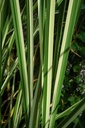 Acorus calamus 'Argenteostriatus' - Gestreifter Kalmus