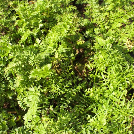 [0] Oenanthe aquatica - Großer Wasserfenchel