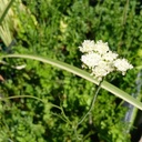 Oenanthe pimpinelloides - Erdkastanie