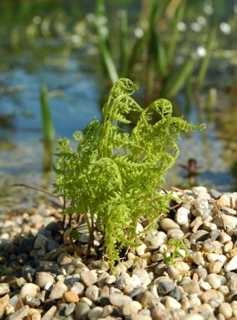 [0] Thelypteris palustris - Sumpffarn