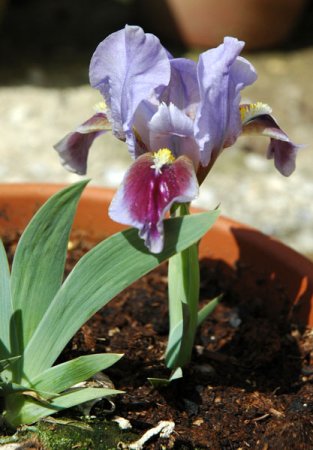 [0] Iris (Barbata-Nana) 'Grandma's Hat' - Zwerg-Bart-Schwertlilie - wurzelnackt
