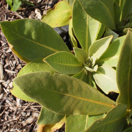 [0] Verbascum olympicum - Kandelaber-Königskerze