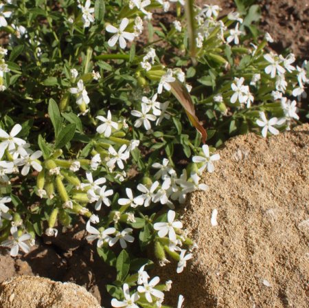 [0] Saponaria ocymoides 'Snow Tip' - Seifenkraut