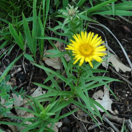 [0] Inula ensifolia - Zwerg-Alant