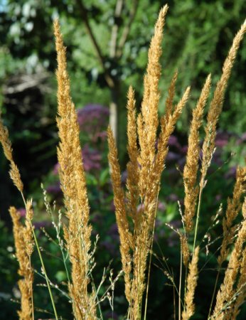 [0] Calamagrostis x acutiflora - 'Karl Foerster'