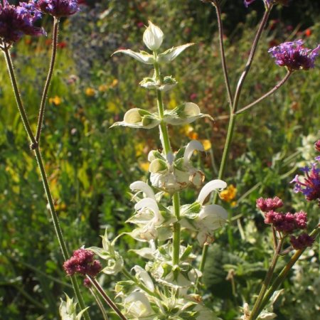 [0] Salvia sclarea, weiß - Muskateller-Salbei