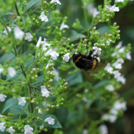 [0] Calamintha nepeta 'Triumphator' - Steinquendel