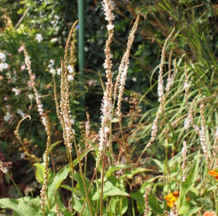 [0] Persicaria amplexicaulis 'Alba' - Kerzen-Knöterich