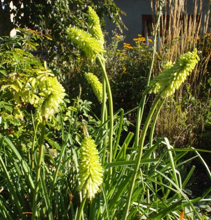 [0] Kniphofia citrina - Fackellilie