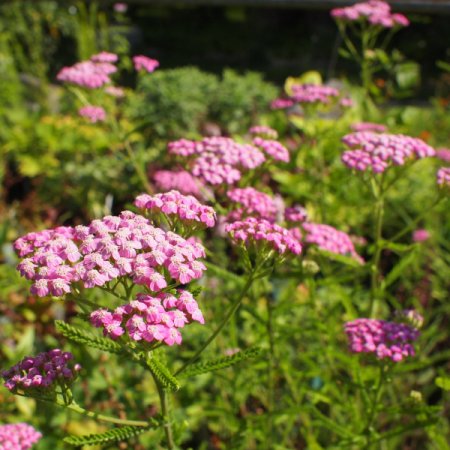 [0] Achillea millefolium 'Lilac Beauty' - Schaf-Garbe