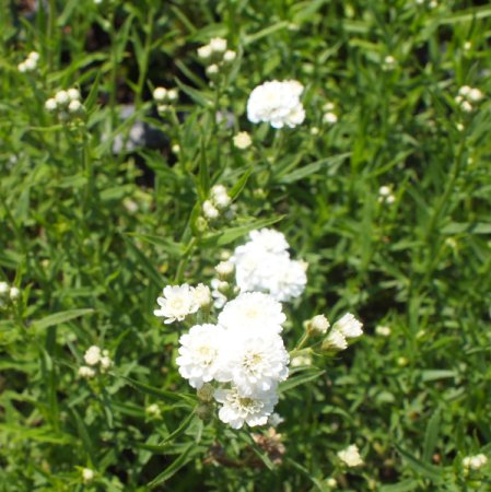 [0] Achillea ptarmica 'Perry's White' - Bertramsgarbe (Staudensubstrat)