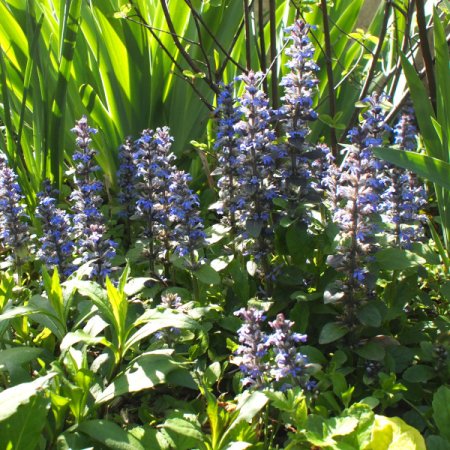 [0] Ajuga reptans - Kriechender Günsel