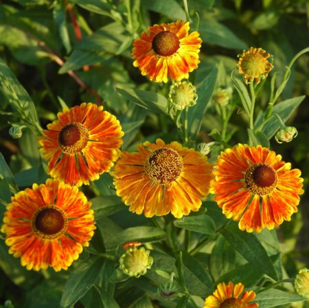 [0] Helenium x cultorum 'Waltraut' - Sonnenbraut