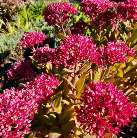 [0] Sedum 'Class Act' - Fetthenne
