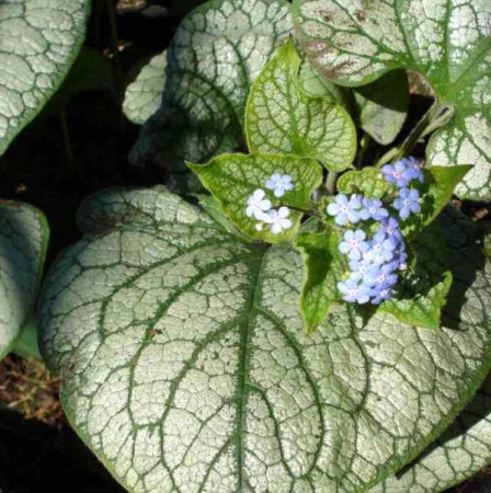 [0] Brunnera macrophylla 'Jack Frost' ® - Kaukasus-Vergissmeinnicht