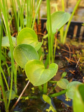 [0] Alisma parviflora - Kleinblütiger Froschlöffel