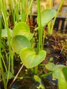 Alisma parviflora - Kleinblütiger Froschlöffel