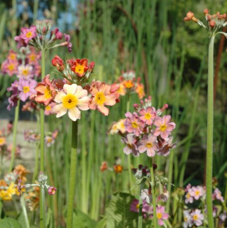 [0] Primula x bulleesiana - Etagen-Primel