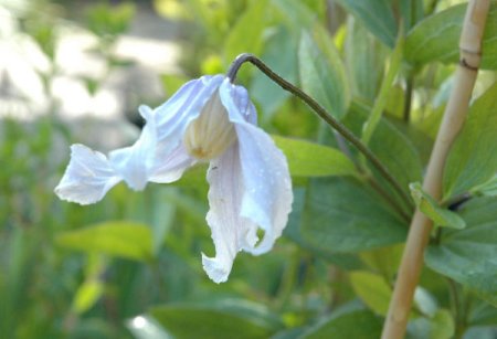 [0] Clematis integrifolia 'Twinkle' - Stauden-Waldrebe