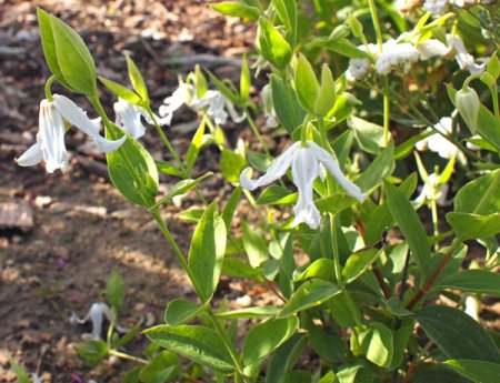 [0] Clematis integrifolia 'Alba' - Stauden-Waldrebe