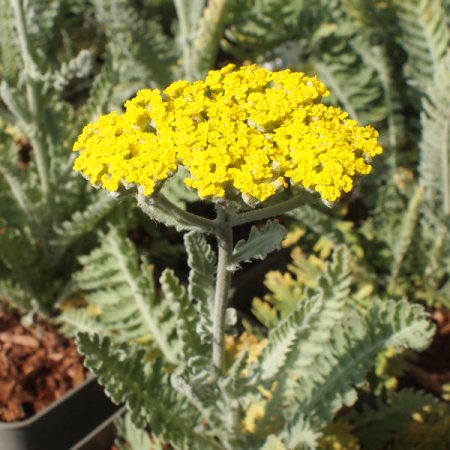 [0] Achillea clypeolata 'Moonshine' - Goldquirl-Garbe