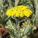 Achillea clypeolata 'Moonshine' - Goldquirl-Garbe