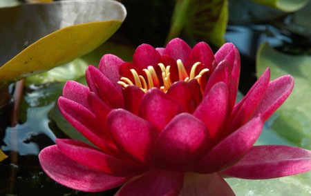 [0] Nymphaea 'Almost Black' - Seerose