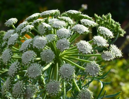 [0] Seseli gummiferum - Bergfenchel