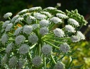 Seseli gummiferum - Bergfenchel