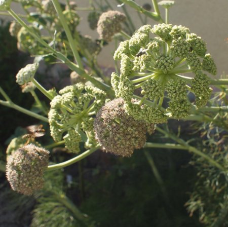 [0] Seseli globiferum - Geknäulter Bergfenchel