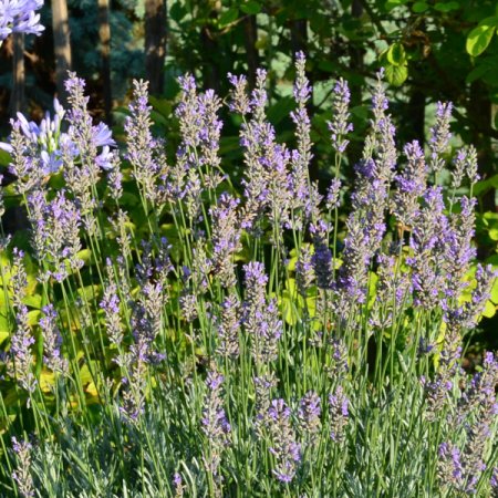 [0] Lavandula x intermedia 'Grappenhall' - Provence-Lavendel