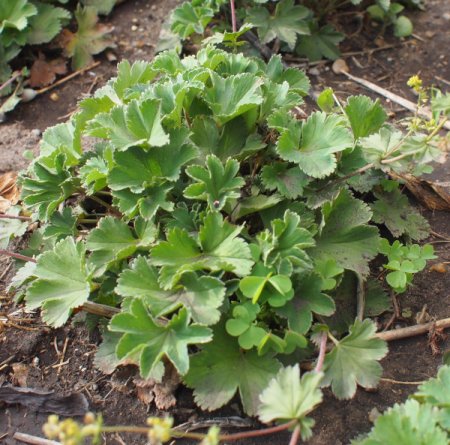 [0] Alchemilla erythropoda - Kleiner Frauenmantel