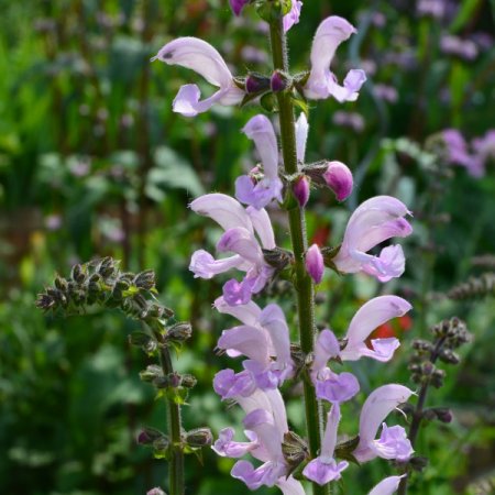 [0] Salvia kuznetzovii 'Roze Vorm' - Salbei