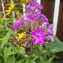 Phlox paniculata 'Ori' - Flammenblume