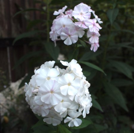 [0] Phlox paniculata 'Bombur' - Flammenblume