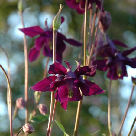 [0] Aquilegia vulgaris Gärtnerei-Sämlinge