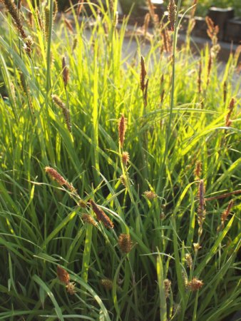 [0] Carex flacca - Blaue Segge