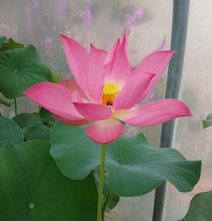 [0] Nelumbo 'Kleiner roter Schalenlotos' (wurzelnackt)