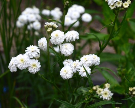 [0] Achillea ptarmica 'Boule de Neige' - Bertramsgarbe (Staudensubstrat)