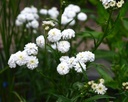 Achillea ptarmica 'Boule de Neige' - Bertramsgarbe