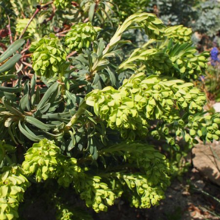 [0] Euphorbia characias ssp. wulfenii