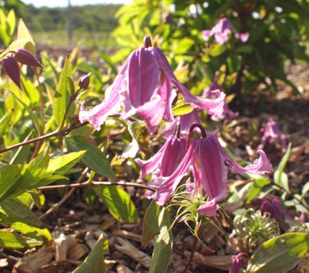 [0] Clematis integrifolia 'Floris V' - Stauden-Waldrebe