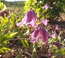 Clematis integrifolia 'Floris V' - Stauden-Waldrebe