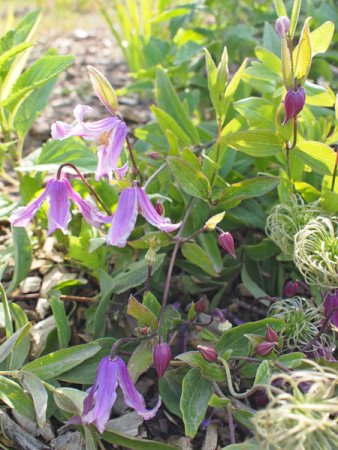 [0] Clematis integrifolia 'Rosea' - Stauden-Waldrebe