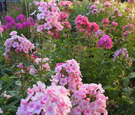 [0] Phlox paniculata Gärtnerei-Sämlinge