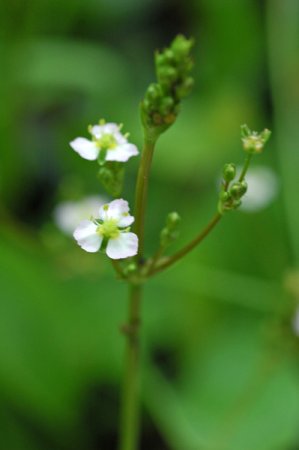 [0] Alisma plantago-aquatica - Froschlöffel