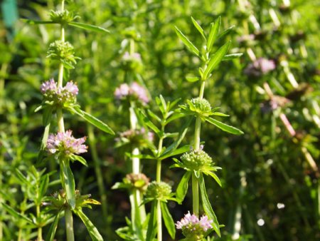 [0] Mentha cervina - Englische Wasser-Minze - Hydro